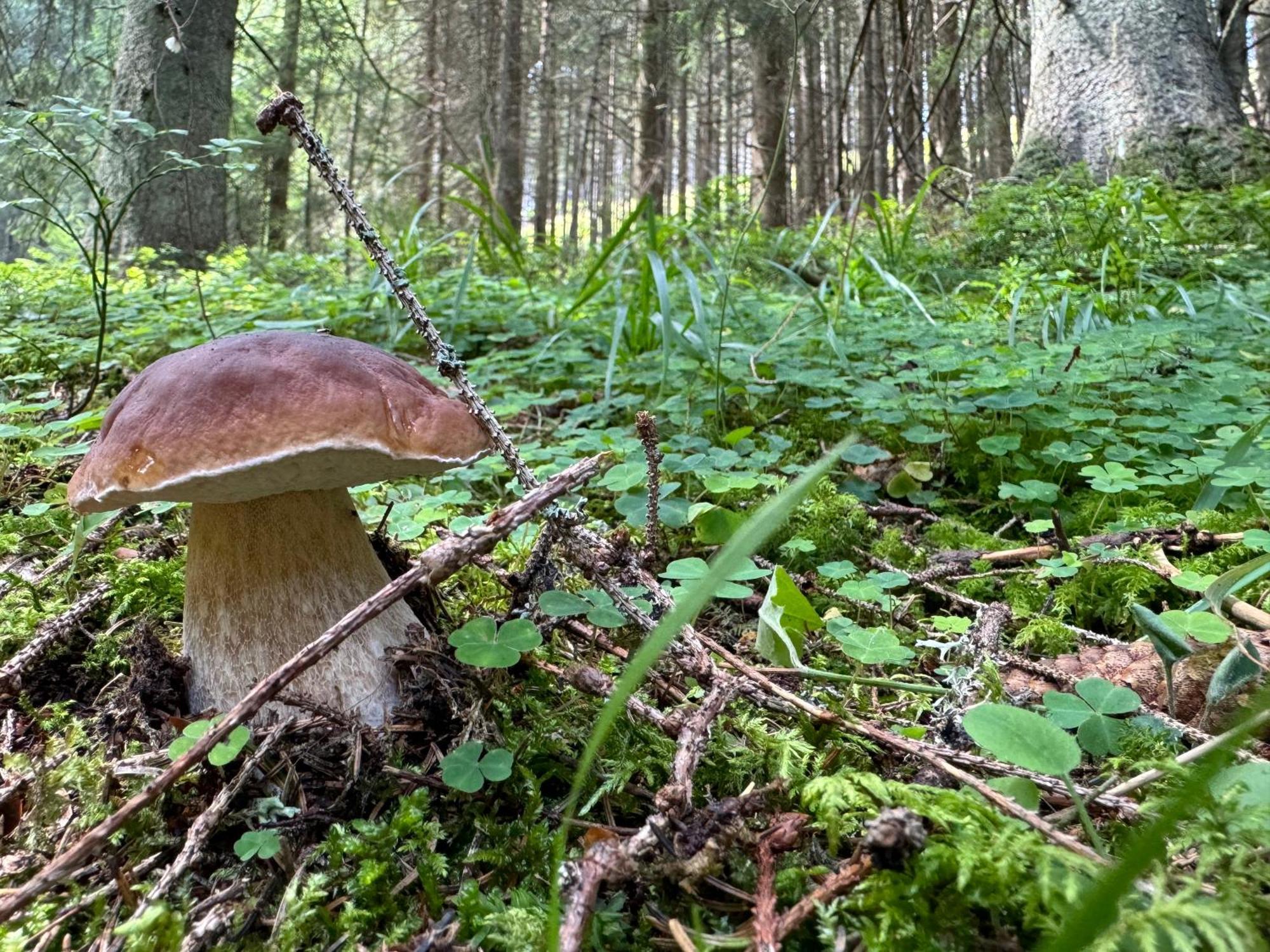 Zuzo Flat Stare Koliesko 96 Leilighet Demänovská Dolina Eksteriør bilde